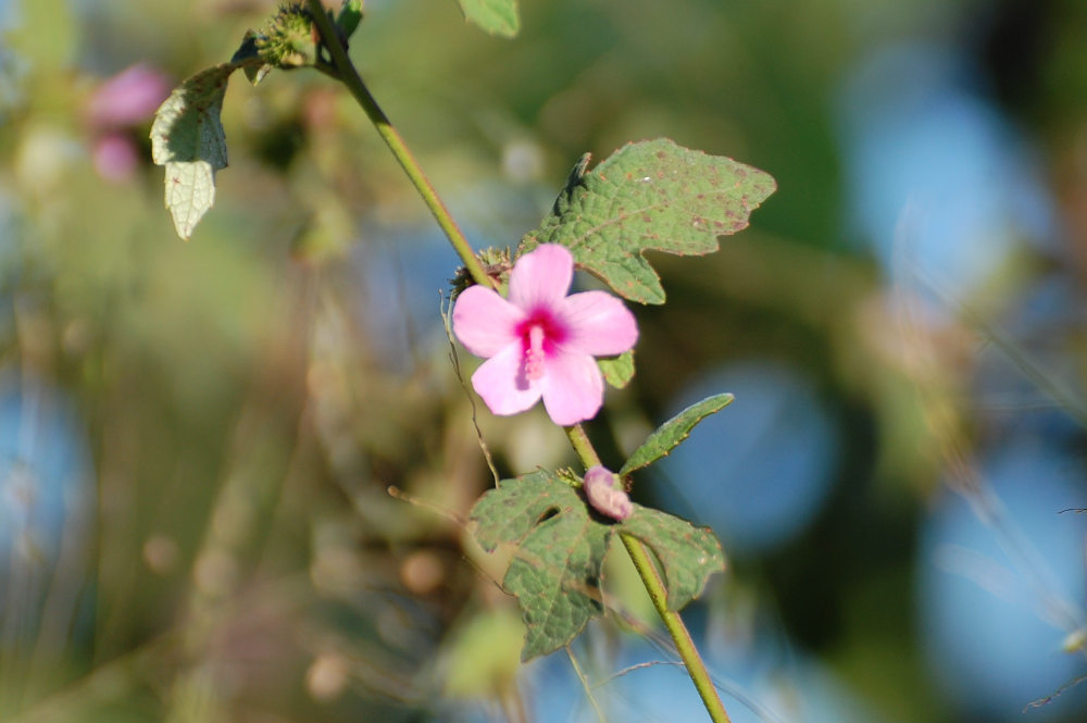 Brasile, nel Pantanal - Urena lobata (Malvaceae)